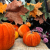 Decorative arrangement with pumpkins, leaves, and berries on a textured surface.