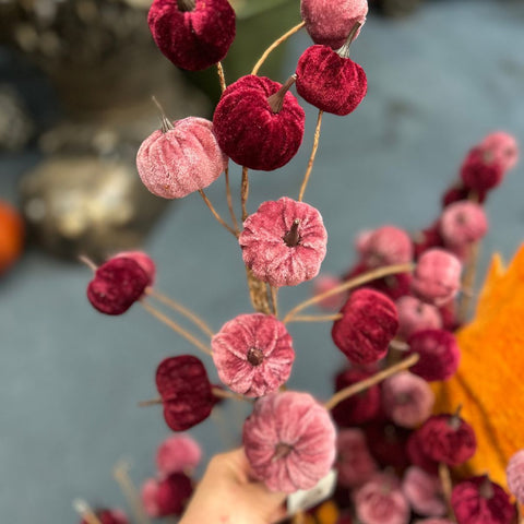 Close-up of dried pink and red berries with a blurred background