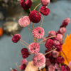 Close-up of dried pink and red berries with a blurred background