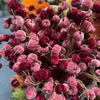 Close-up of pink and burgundy velvet pumpkins  