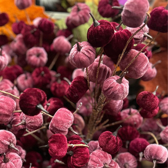 Close-up of pink velvet pumpkins with a blurred background